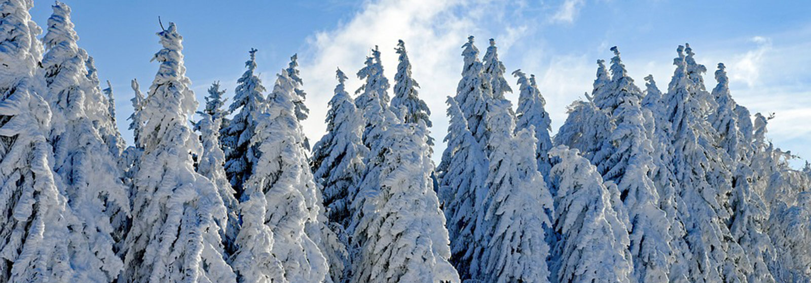 Snow Trees image slide