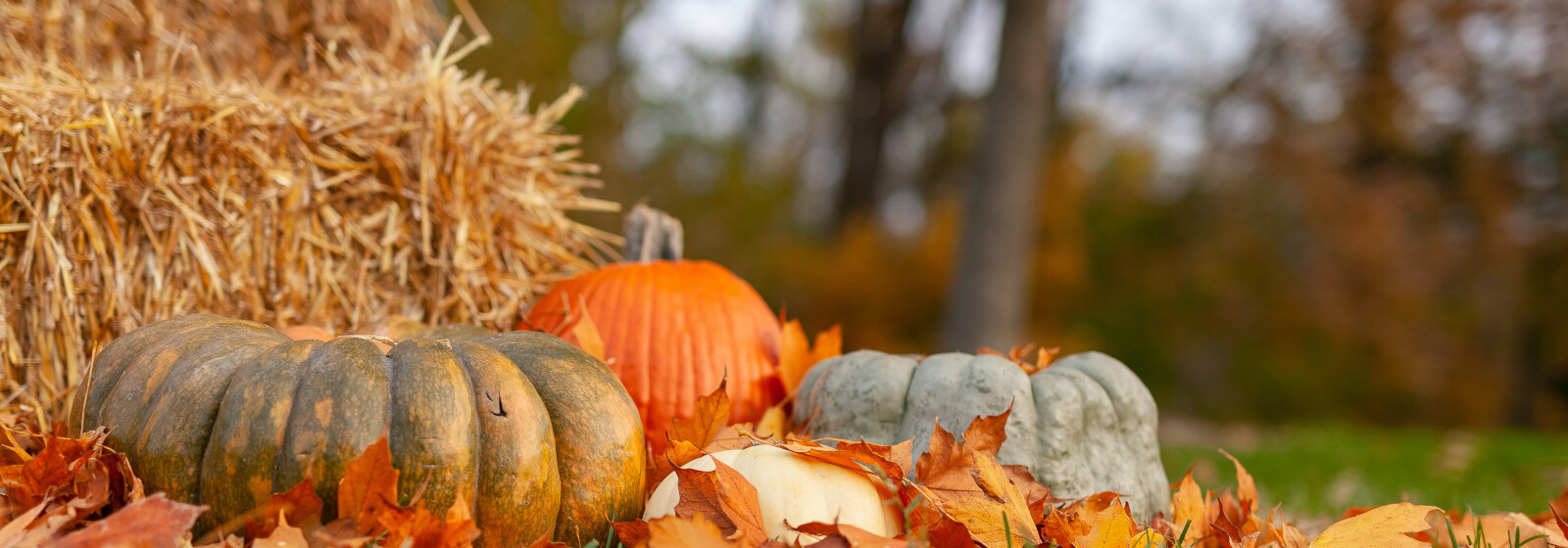 Fall Pumpkins  image slide
